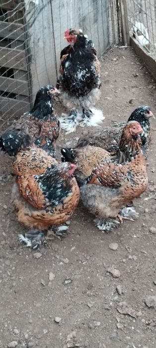 Vând oua  brahma pt incubat