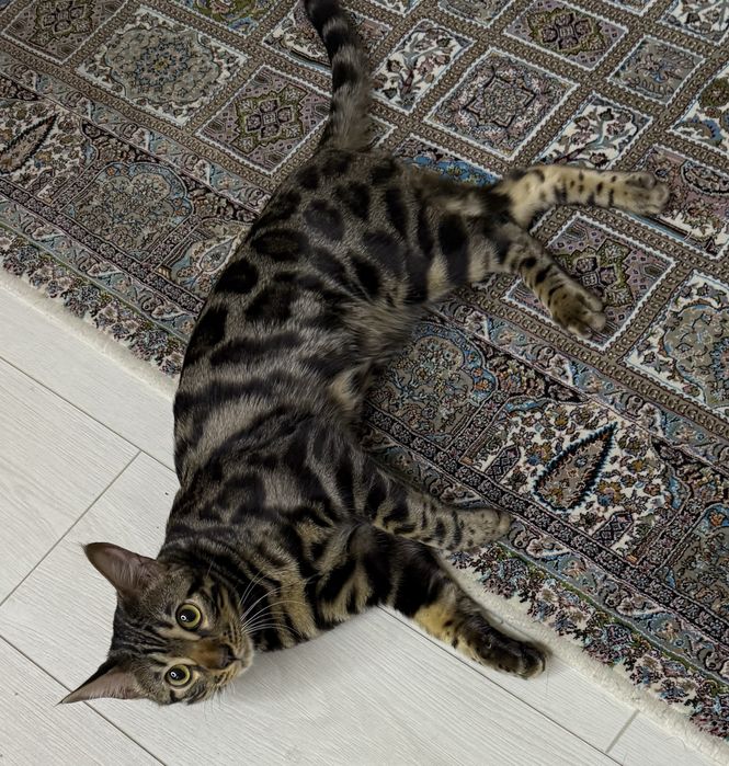 Продам Бенгальского котенка