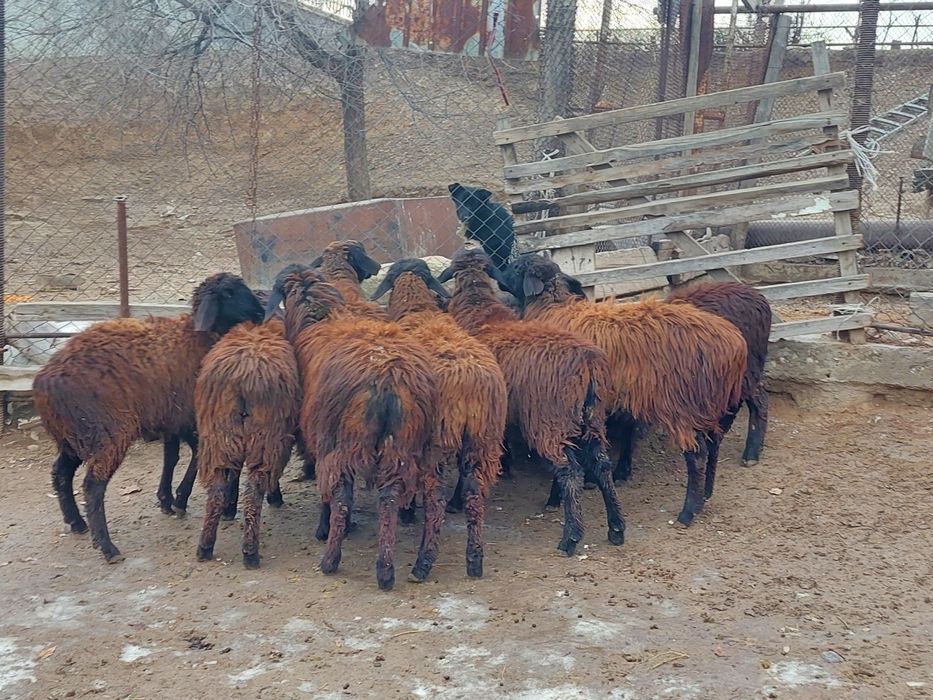 Ургашы токтылар сатылады
