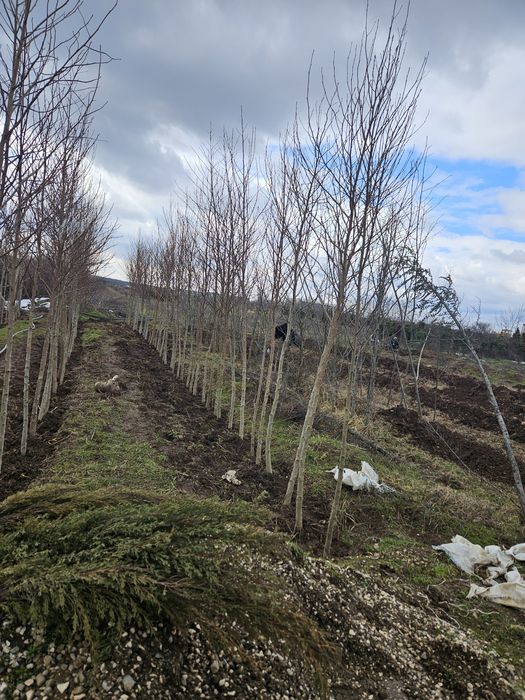 Maslin leilandy phoetinia eonymous