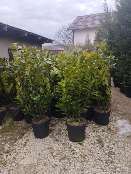 Arțar,stejar roșu,fag european