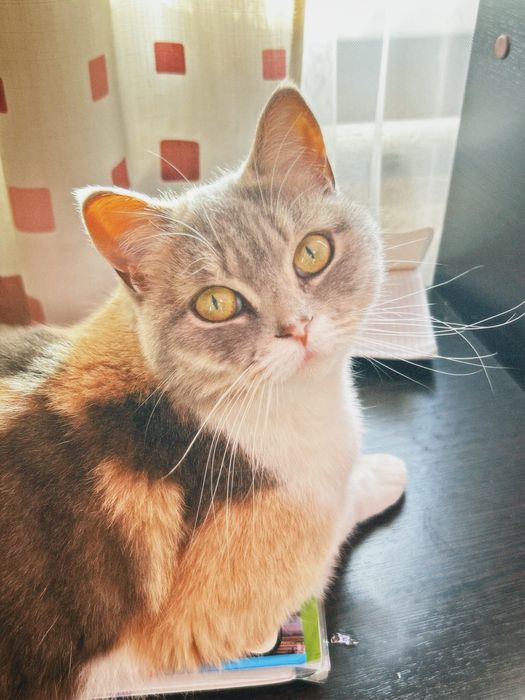 потерялась кошка