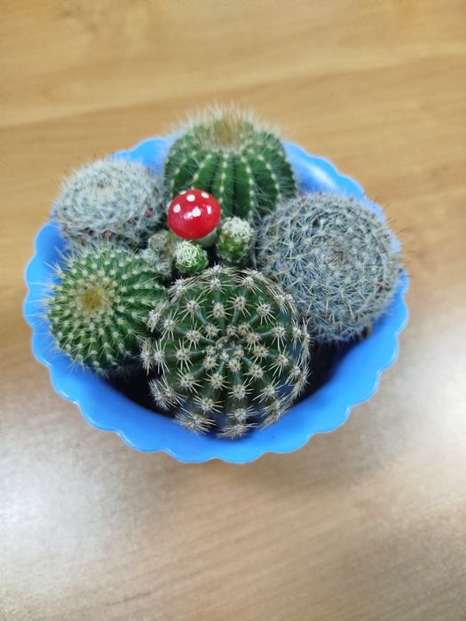 Кактусы в наличии