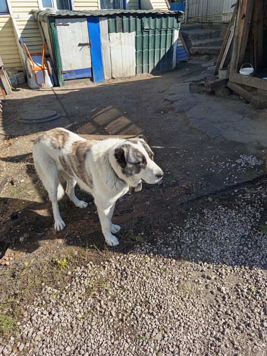 Щенки САО (алабай)