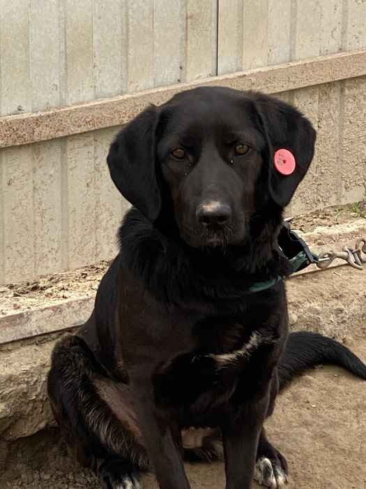 Собака помесь лабрадора