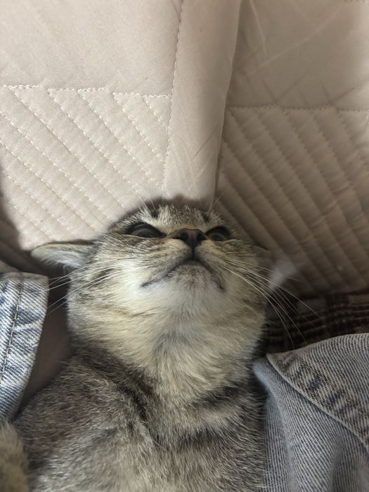 Отдам котенка в добрые руки