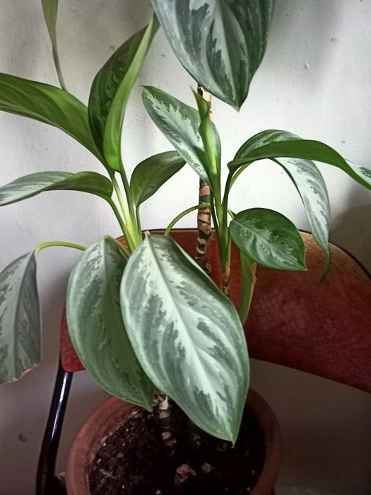 Аглоанема крупнолистовая