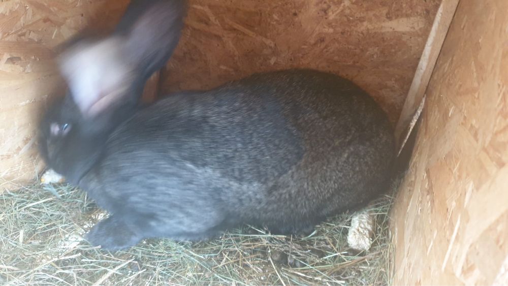 Uriaș german fluture si gri fier