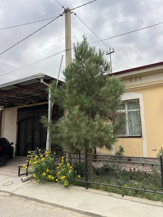 Kotej sotiladi 4 xonali