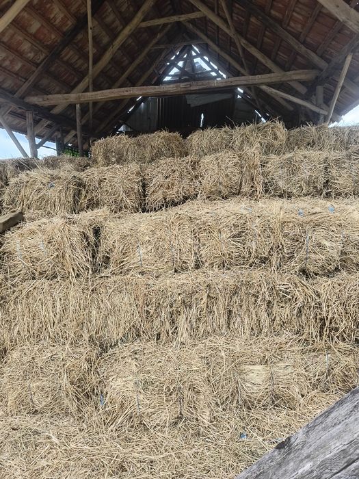 Vând baloți de lucernă