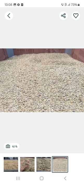 Ovăz  de primăvară