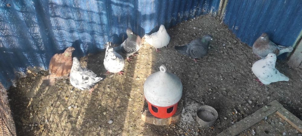 Vand porumbei standard