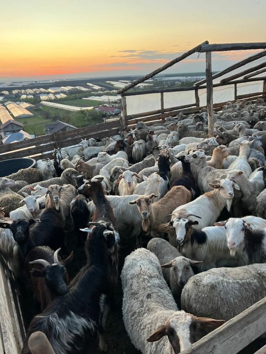 CAPRE SI OI de vanzare