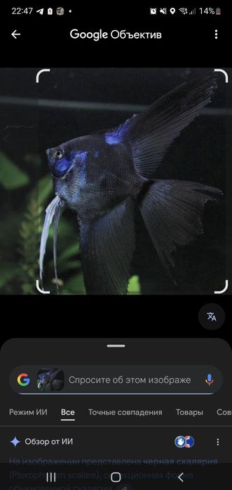 Vueliviy skalarila sotiladi yoki severumlaga abmen