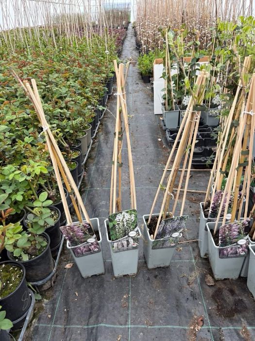 Японска Глициния