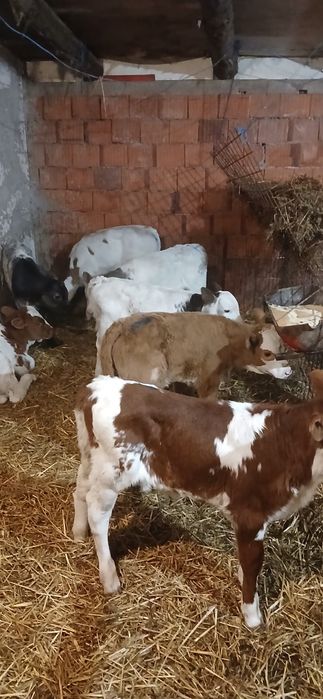 Vând vitei limousin,belgian etc