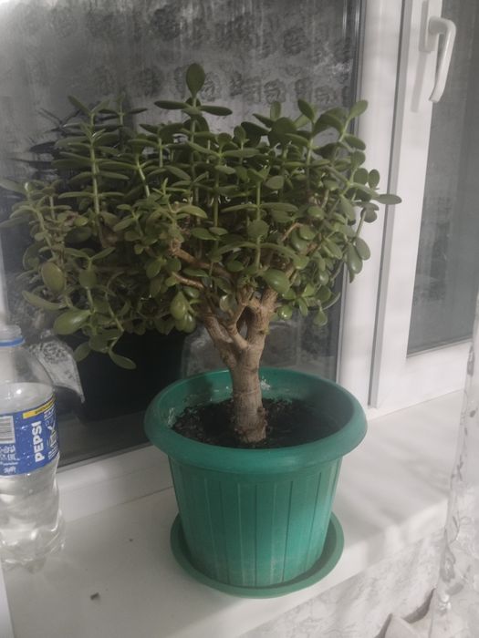 Продам комнатные растения