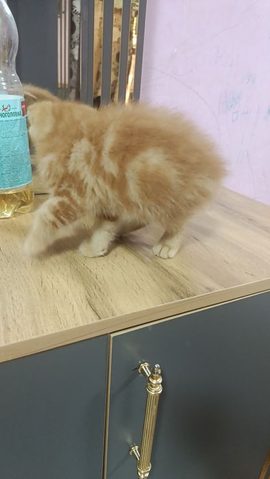Продам катенок мальчика вислоухий