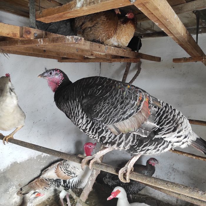 Индюшки не дорого