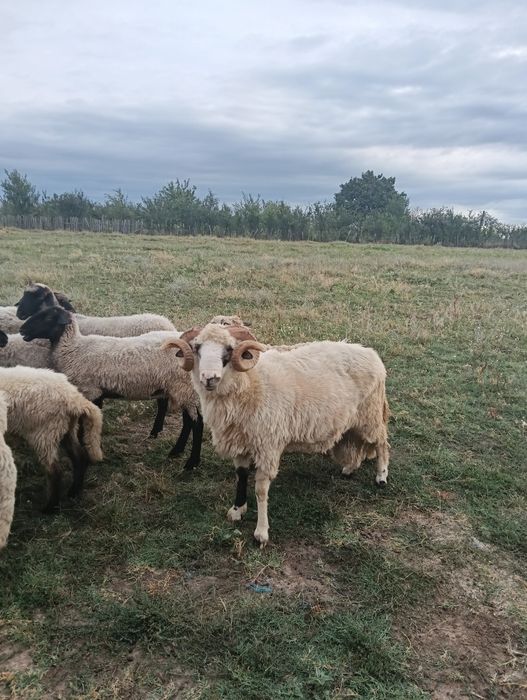 Vând 15 oi țurcane tinere  și 2 berbeci