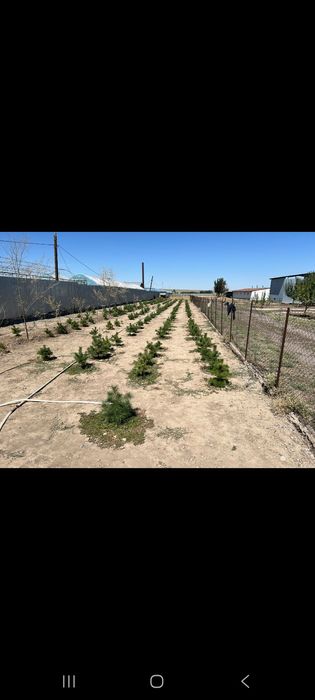 Продам сосны оптом и в розницу