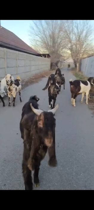 Таза қанды битал