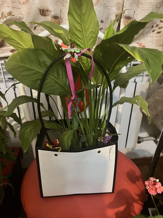 Цветы комнатные