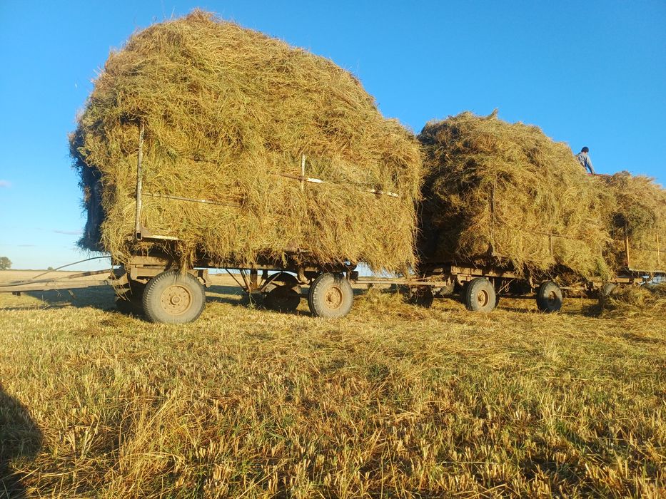 Продам рассыпное сено