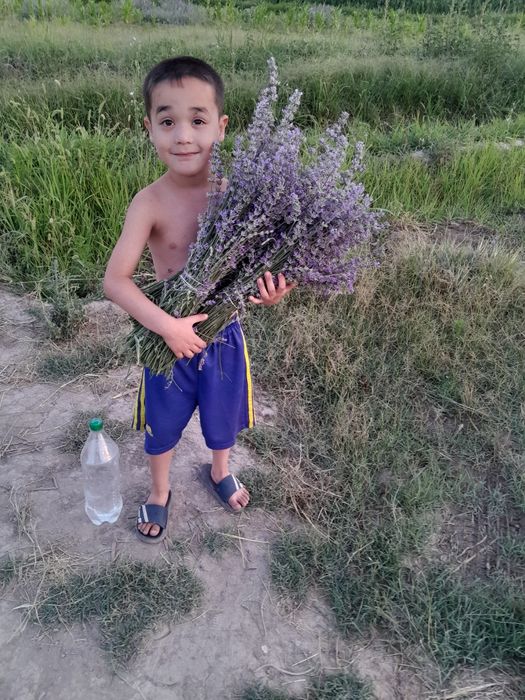 Многолетные вечнозеленные похучие лечебные полукустарники