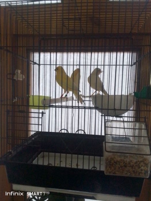 Канарейка сотилади нар мода