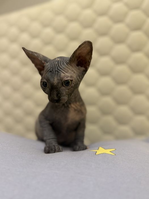 Fetița Sfinx / Sphynx Turtle color