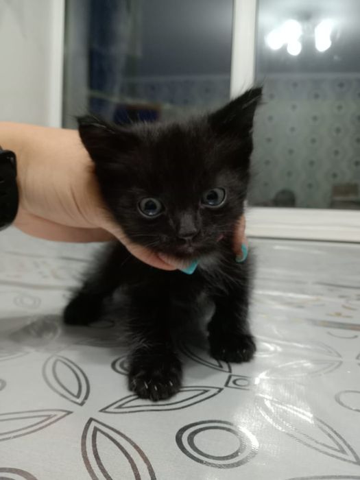 Кошечки ищут дом