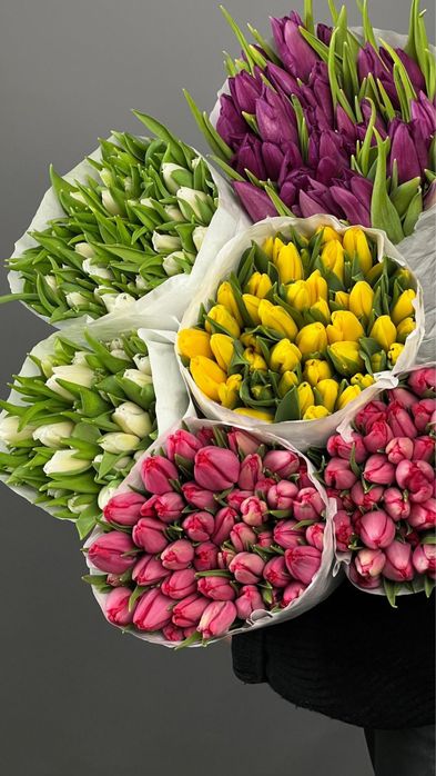 Тюльпаны Голландия