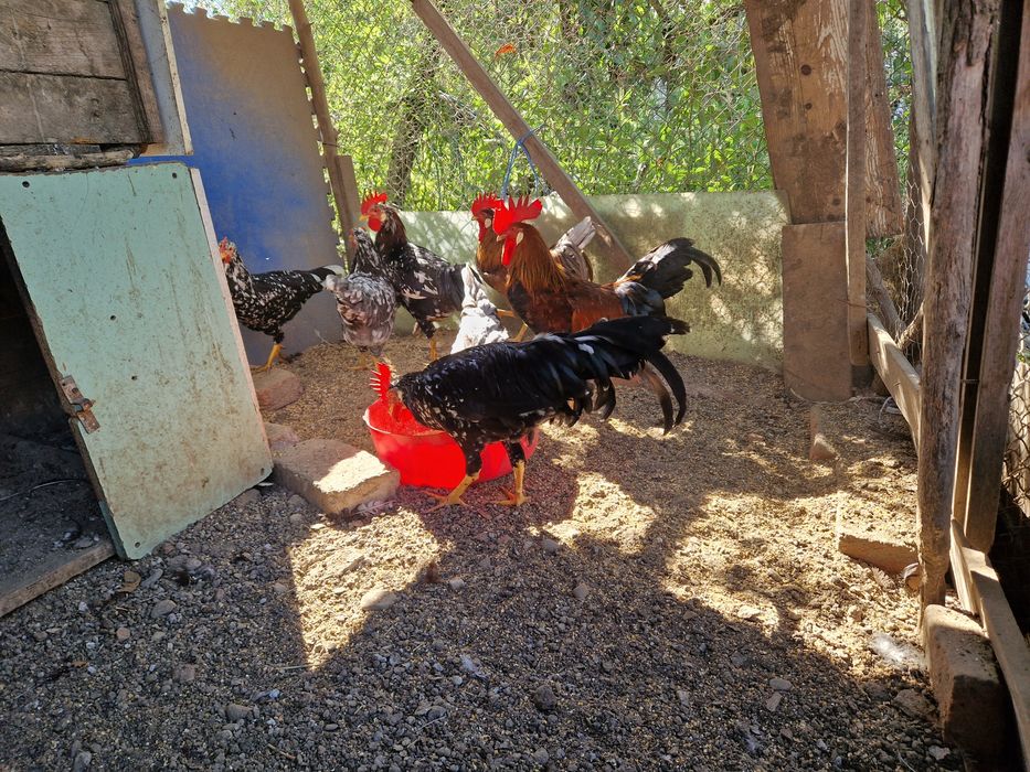 Vând Cocoși Italieni