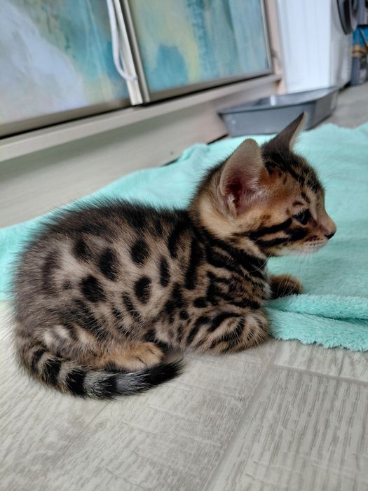 Продам бенгальских котят
