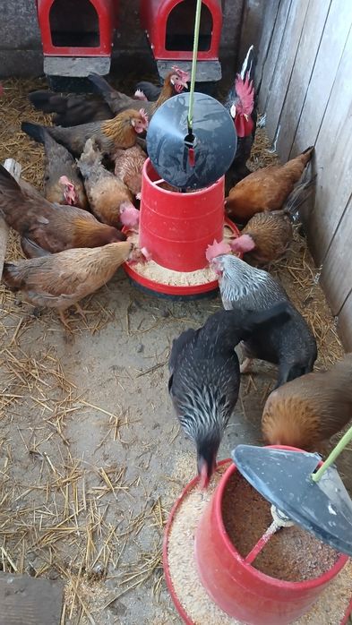 Gaini, puicute italiene