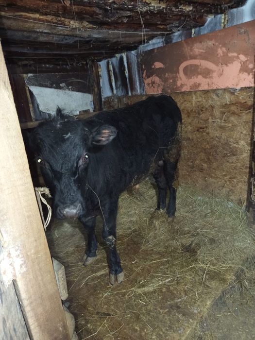 Продам корову с теленком и бычка