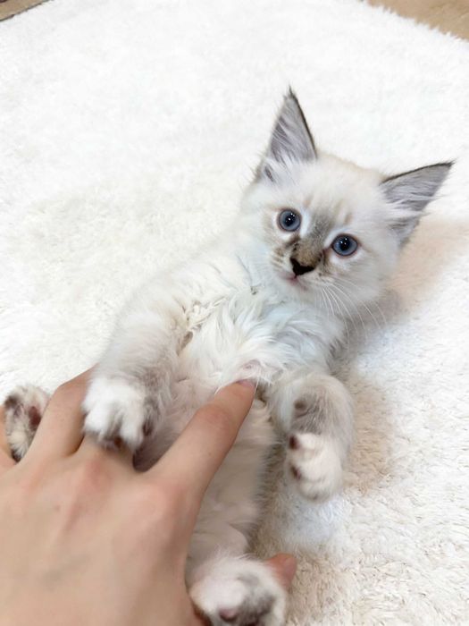 Котята невско-маскардной пароды