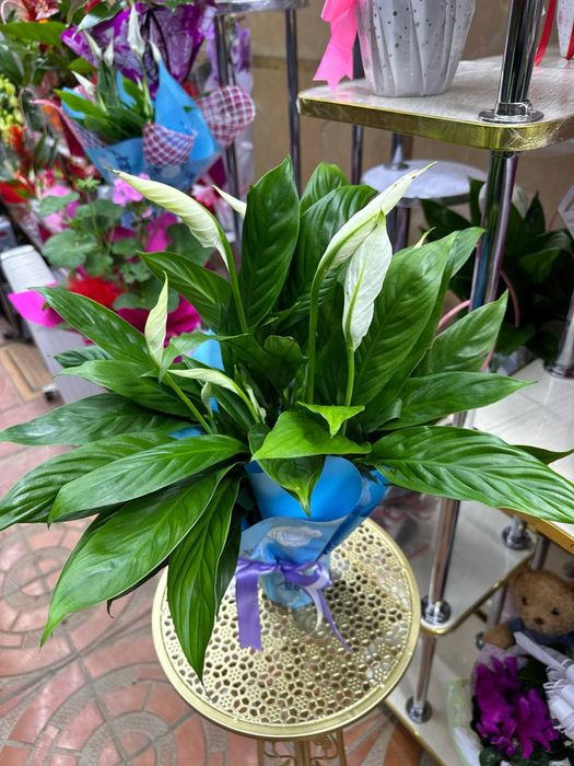 8 mart uchun sovg'aga berish uchun arzon xona gullari