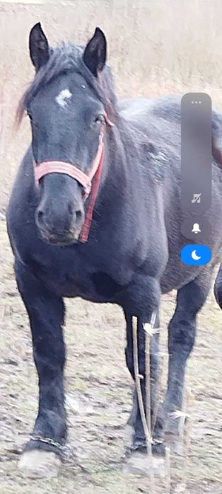 Vând iepe, armăsari, mânji.