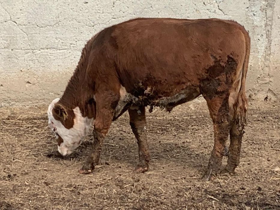 Ірі қара малдар сатылады.