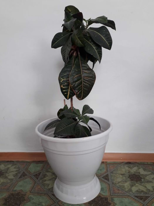 Красивые домашние цветы