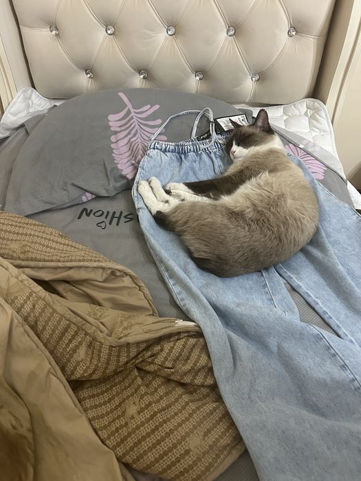 зооняня для животных