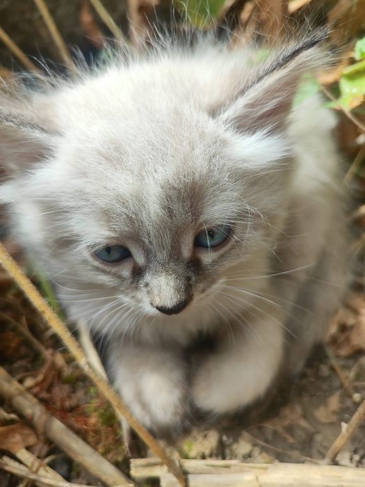 Отдам котят  в добрые руки