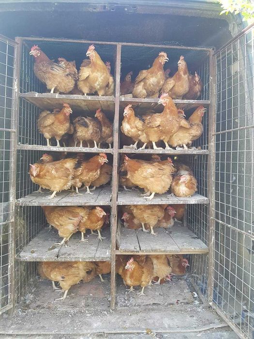 Pui rasă mixtă si pui alb .gaini