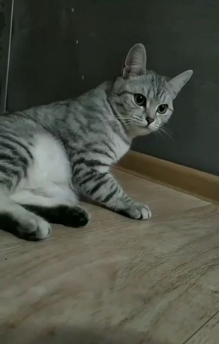 Шотландские котята мальчики