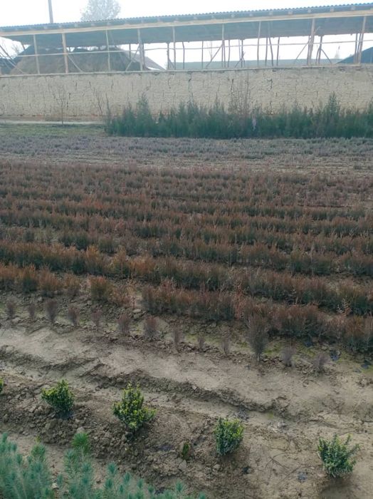 Sifatli archa koʻchatlari