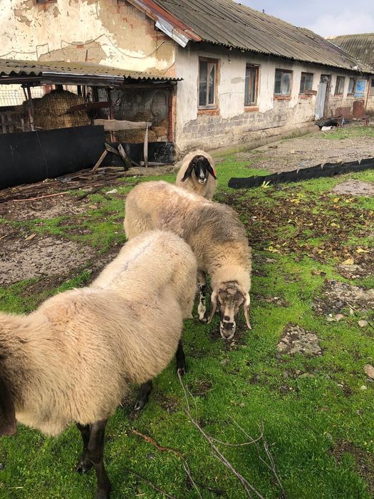 Vand  oi carabase sarbesti 1500