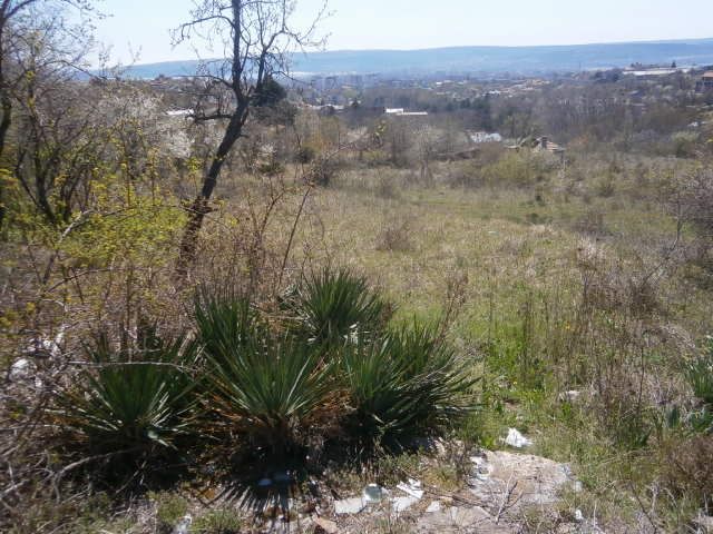 Продава се Парцел в Варна, Базар Левски - 2107 кв.м за 99 €/кв.м - Снимка #2