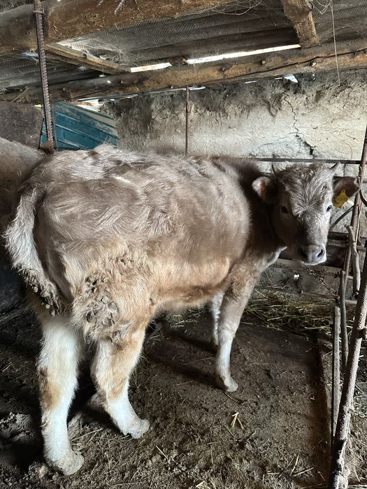 Корова Скота Быки